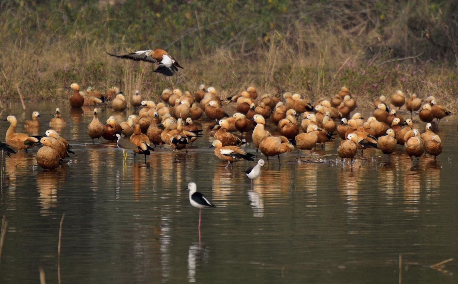 India’s Ramsar Sites Reach 103 as Sukhna Wetland and Sauj Jheel Join the List